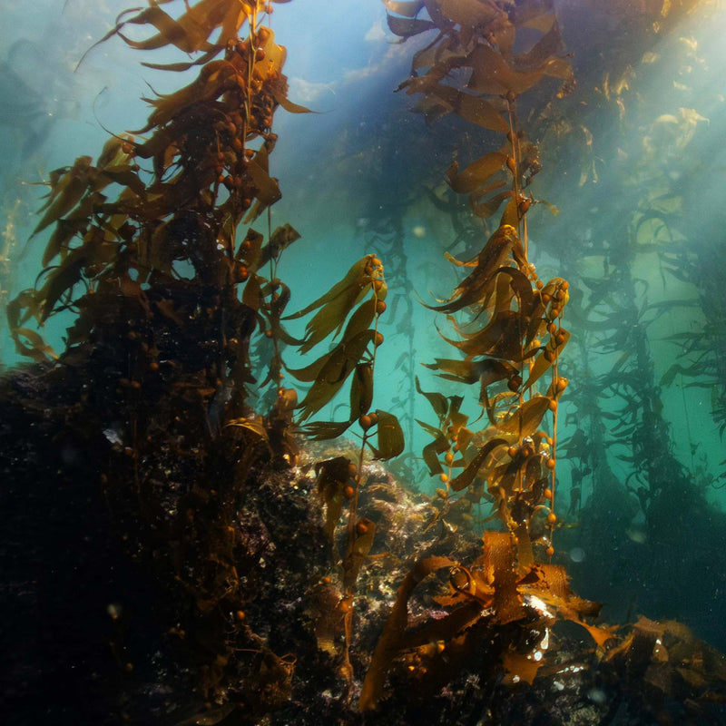 Underwater scene with seaweed in a marine environment