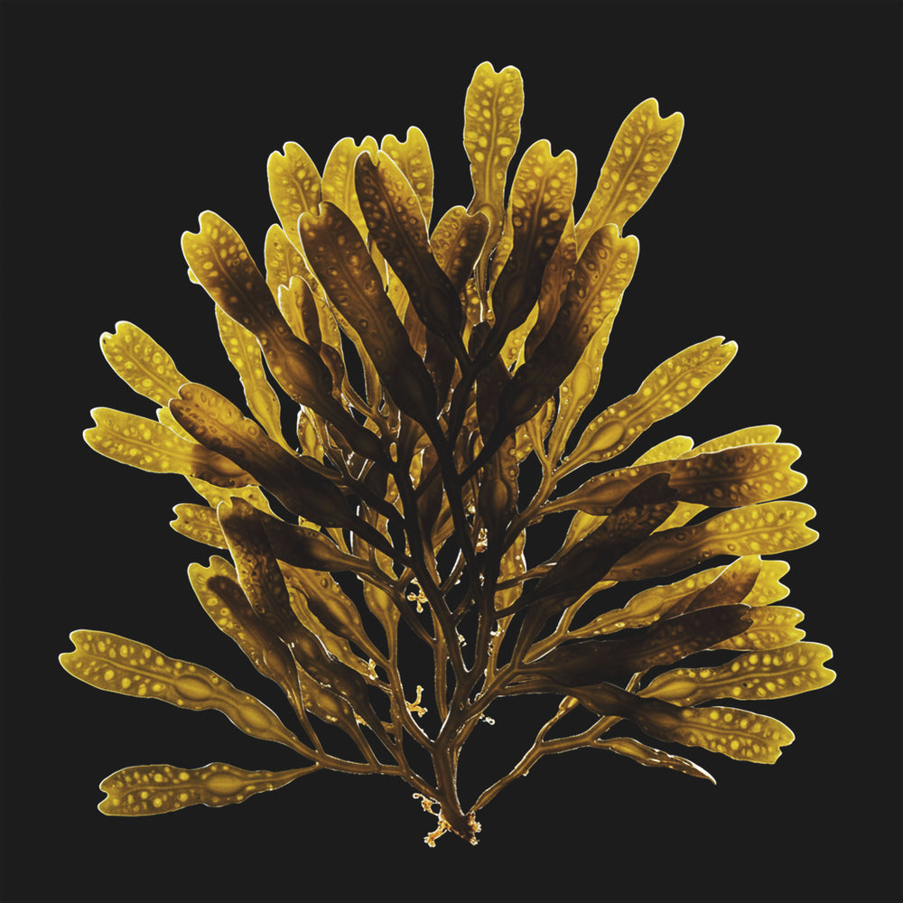 Seaweed on a black background