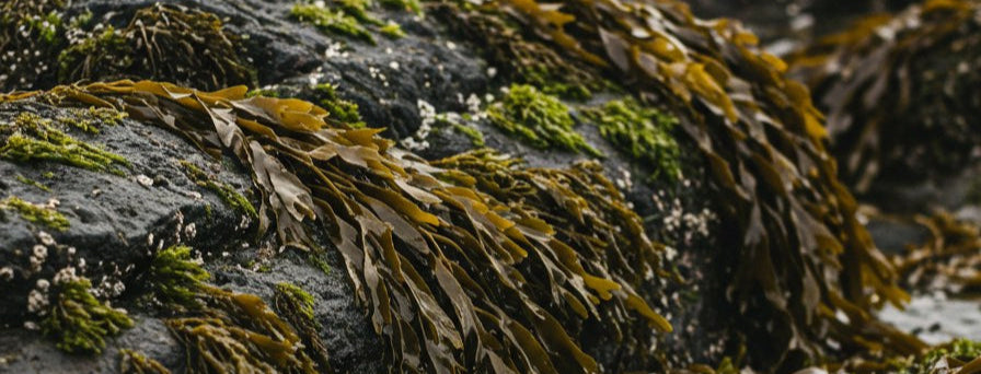Close-up of kelp on rocks 