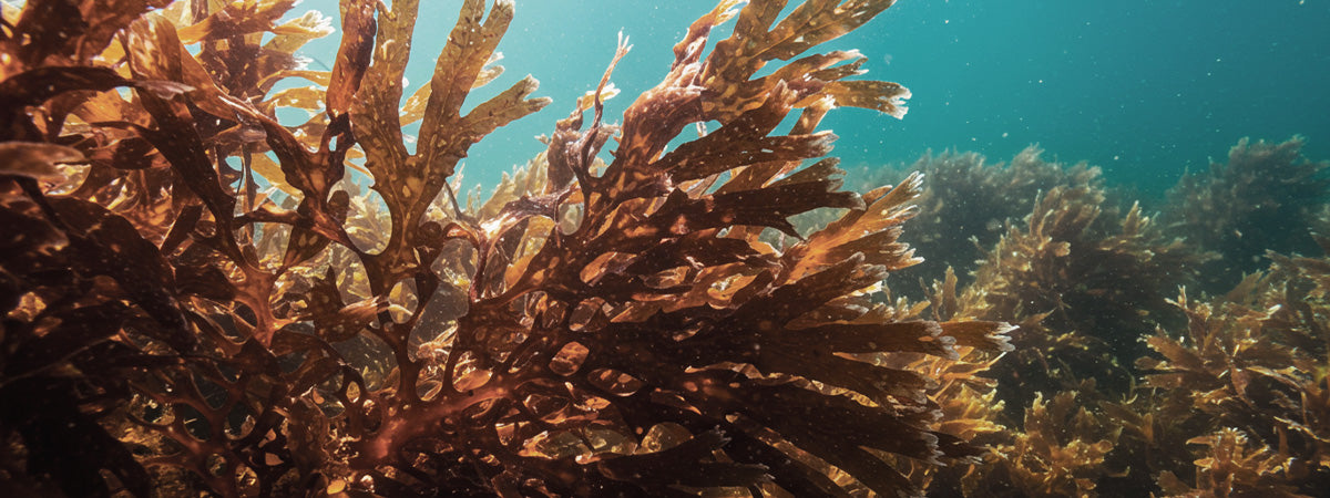 Close-up of seaweed in an underwater setting