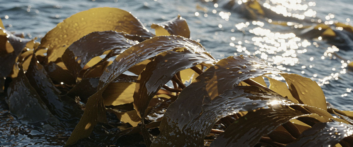 Close-up of seaweed on a beach with water in the background