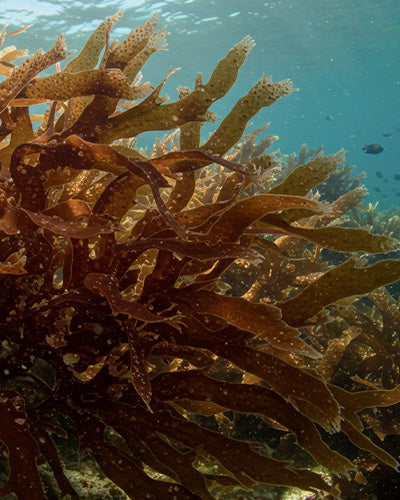 Additional Post Photo